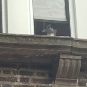 Meet your Posher, Fiona